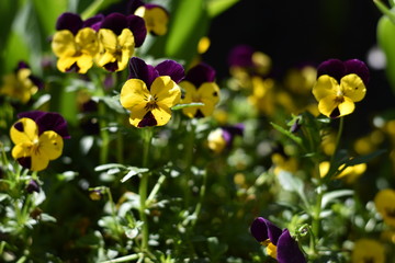 Blühende Hornveilchen (Viola cornuta)