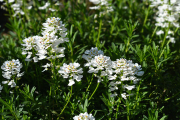 Evergreen candytuft Tahoe