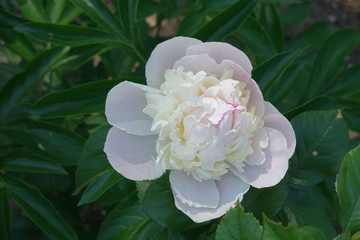 Single light pink flower of peony in spring