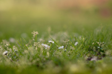 Fototapeta premium Blurred green grass background with daisies closeup. Nature. Environment concept. Bokeh.