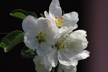 Beautiful flowers appeared on the branches of the apple tree of the spring garden.