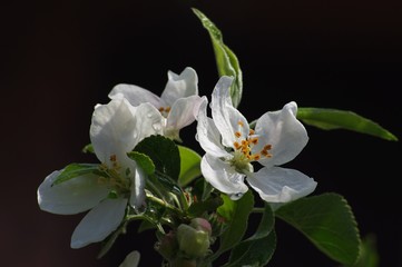 Beautiful flowers appeared on the branches of the apple tree of the spring garden.