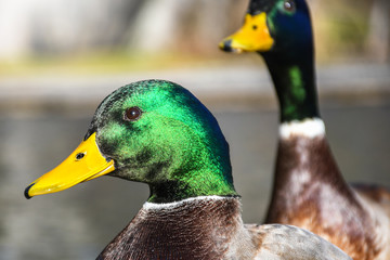 Legs of  a male mallard duck on a wooden pier head portrait shot on a sunny day with nice shiny green feather head and yellow bill