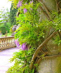 wisteria climbing a stone pillar in a country garden