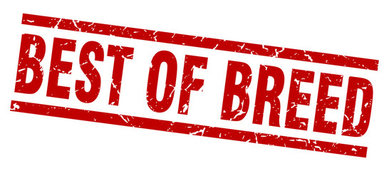 square grunge red best of breed stamp