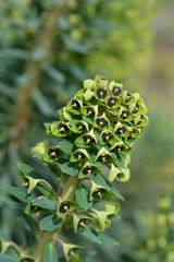 Spurge Black Pearl