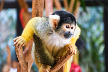Small young black head squirrel monkey on a tree brunch inside a zoo cage
