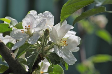 Beautiful flowers appeared on the branches of the apple tree of the spring garden.