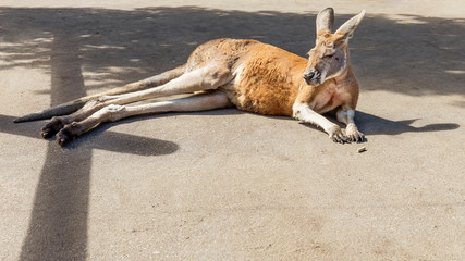 Wonderful example of Australian kangaroo lying in the sun