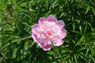 Pink flower of common peony in spring