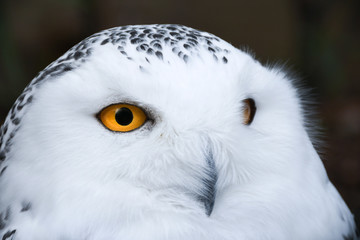 Wise looking white snowy Owl with big orange eyes portrait, black background, close up head shot