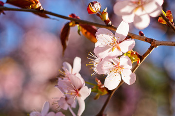 Japanese cherry blossom prunus serrulata in full bloom. Sunlit flowers of pink color. Freshness and beauty of a spring garden or orchard. Colorful floral photo