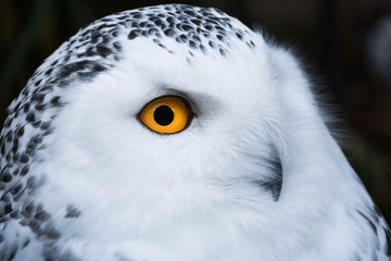 Wise looking white snowy Owl with big orange eyes portrait, black background, close up head shot