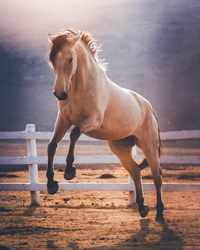 Buckskin horse jumping towards the camera in a South African landscape