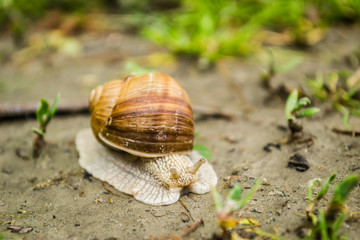 Vineyard snail in its natural environment on forest path