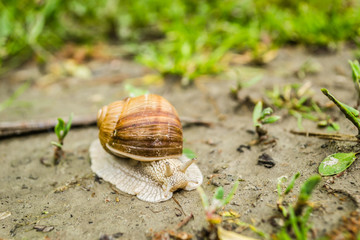 Vineyard snail in its natural environment on forest path
