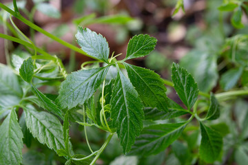 Blatt einer Jiaogulan-Pflanze, Heilpflanze aus Asien