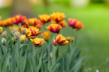Obraz na płótnie Canvas Fringed red yellow tulip 'Lambada' blossoms in the garden. Spring floral background with tulip flowers. Holiday and seasonal design. Spring background with beautiful yellow red tulips.