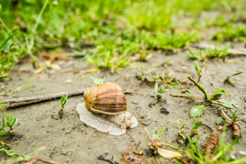 Vineyard snail in its natural environment on forest path