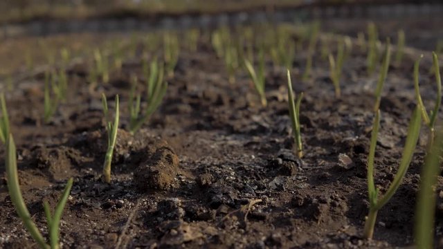 Young garlic grows on a bed in the garden. Close-up camera flies over the young garlic in the garden. 4K