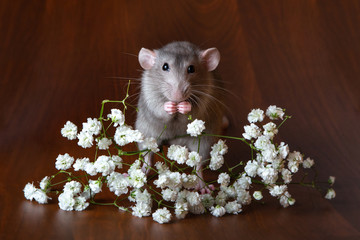 Charming dambo rat with gypsophila flowers on a brown background. Festive picture.
