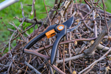 Secateurs hanged on a pear branch. Pruning pear branches pruners. Trimming the tree with a cutter....