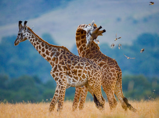Two male giraffes fighting each other in the savannah. Kenya. Tanzania. East Africa.