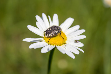 Obraz premium Oxythyrea funesta,Phytophagous beetle on a flower of a chamomile in a grass