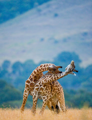 Two male giraffes fighting each other in the savannah. Kenya. Tanzania. East Africa.