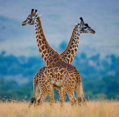 Two male giraffes fighting each other in the savannah. Kenya. Tanzania. East Africa.
