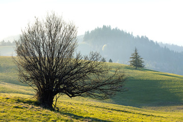 Wiosenne Pieniny - U Podnóża Wysokiego Wierchu  © Wojciech Lisiński