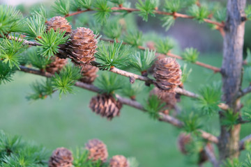 young needles and a bump on a sprig of pine in spring.