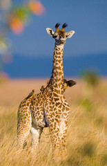 Portrait of a baby giraffe. Kenya. Tanzania. East Africa. 