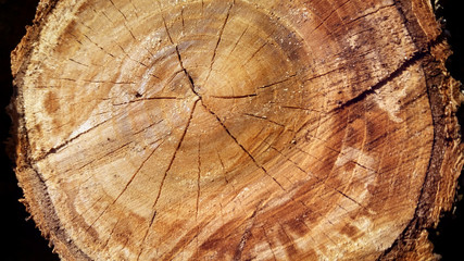 TEXTURE COLLECTION. Tree.Textures,wooden background.