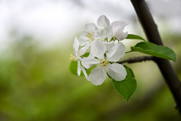 Variations of photos with beautiful and delicate flowers of the apple orchard, blooming spring garden, delicate blurred background