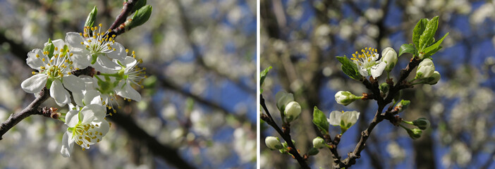 Blossoming cherry branch with white flowers on colorful background. Spring blossom apple tree. Bokeh