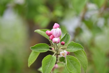 Variations of photos with beautiful and delicate flowers of the apple orchard, blooming spring garden, delicate blurred background, raindrops, pure and spring.