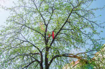Red toy airplane stuck in the branches of an tree