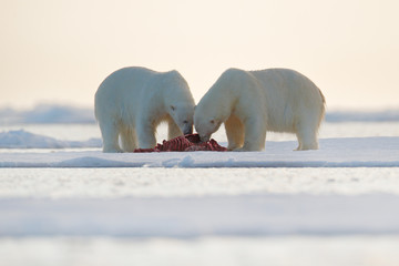 Two polar bears with killed seal. White bear feeding on drift ice with snow, Svalbard, Norway. Bloody nature with big animals. Dangerous baer with carcass. Arctic wildlife, animal food behaviour.