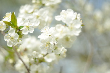 flowers of cherry tree in spring