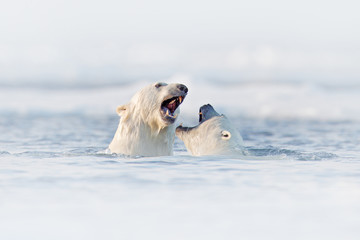 Polar bear fight in the water. Two Polar bears playing on drifting ice with snow. White animals in the nature habitat, Svalbard, Norway. Animals playing in snow, Arctic wildlife. Funny nature image . © ondrejprosicky