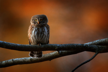 Pygmy Owl, sitting on tree branch with clear dark autumn orange forest background. Eurasian tinny bird in the habitat. Beautiful bird in evening sunset. Wildlife scene from wild nature.