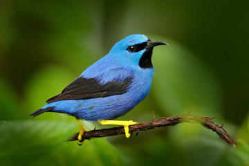 Blue tropic bird, close-up portrait. Shining Honeycreeper, Cyanerpes lucidus, wildlife from Costa Rica. Beautiful exotic forerst blue bird with yellow legs,  Central America. Detail of jungle animal,.