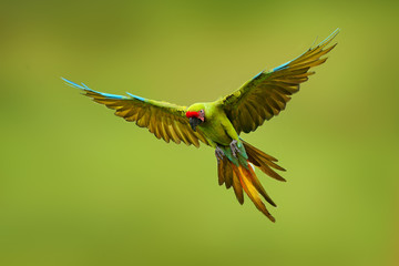 Great green macaw, Ara ambiguus, also known as Buffon's macaw. Wild tropical forest bird, flying with outstretched wings against green vegetation. Big parrot in habitat. Endangered bird in green. © ondrejprosicky