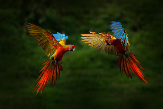 Red hybrid parrot in forest. Macaw parrot flying in dark green vegetation. Rare form Ara macao x Ara ambigua, in tropical forest, Costa Rica. Wildlife scene from tropical nature. Bird in fly, jungle.