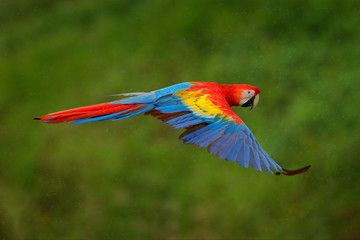 Macaw parrot flying in dark green vegetation with beautiful back light and rain. Scarlet Macaw, Ara macao, in tropical forest, Costa Rica. Wildlife scene from tropical nature. Red in forest.