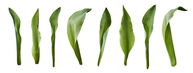 A collection of tulip leaves isolated on a white background.