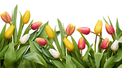 Red, yellow and white tulip flowers and leaves border isolated on a white background