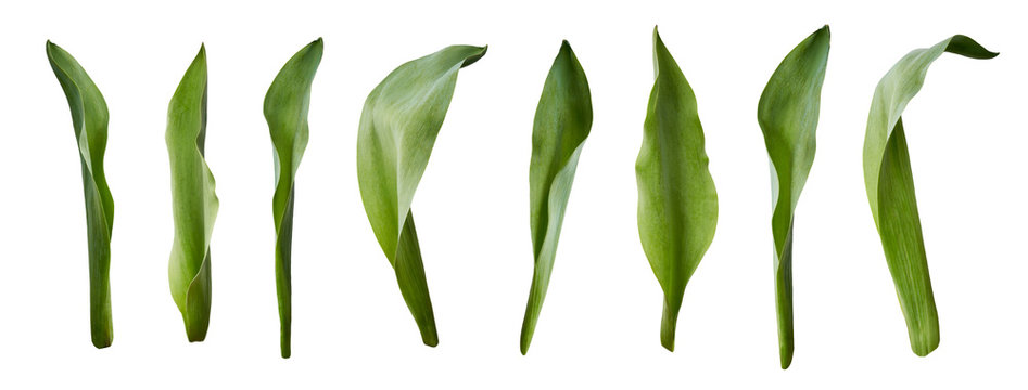 A collection of tulip leaves isolated on a white background.