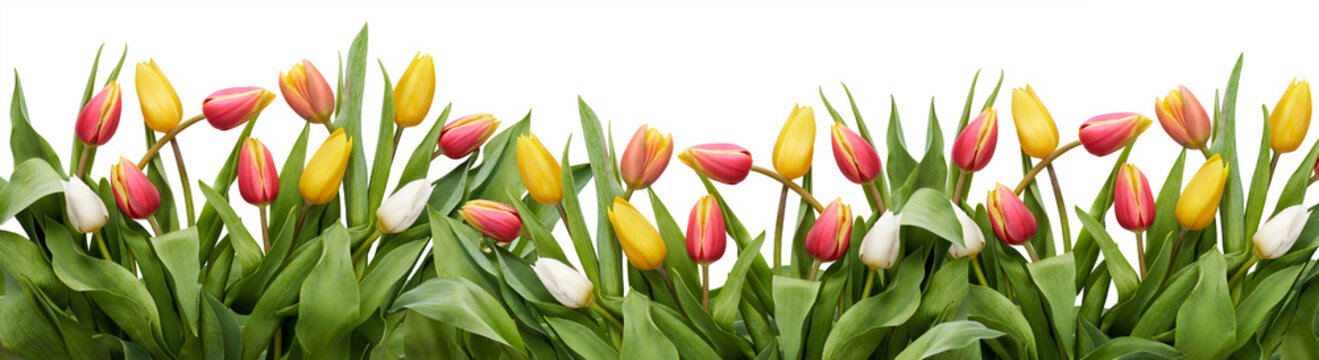 Red, yellow and white tulip flowers and leaves border isolated on a white background